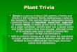 Plant Trivia  Stevia is a genus of about 240 species of herbs and shrubs in the sunflower family (Asteraceae), native to the neotropics. The species Stevia