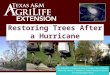 Restoring Trees After a Hurricane. WHAT IF ?? Could Happen HERE!