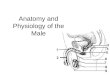 Anatomy and Physiology of the Male. Topics Anatomy Physiology Spermatogenesis Hormonal regulation Development