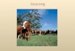 Grazing. Grazing:  A form of exploitation where the prey (primary producer) is not killed.  Typically involves low vegetation (grasses, herbs, algal