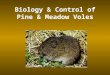 Biology & Control of Pine & Meadow Voles. Biology of Voles 2 species in SC –Pine vole (underground) - root damage nests underground –Meadow vole (above