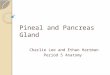Pineal and Pancreas Gland Charlie Lee and Ethan Hartman Period 5 Anatomy