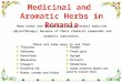 Medicinal and Aromatic Herbs in Romania Many herbs and spices are used in herbal medicine (phytotherapy) because of their chemical compounds and aromatic