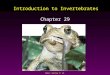 Mader: Biology 8 th Ed. Introduction to Invertebrates Chapter 29