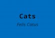 Cats Felis Catus History First cat appeared 35 million years ago. Cats were domesticated about 4000 years ago. Much later than dogs! This is probably