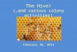 The Hive! (…and various colony activities) February 28, 2014