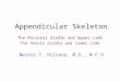 Appendicular Skeleton The Pectoral Girdle and Upper Limb The Pelvic Girdle and Lower Limb Nestor T. Hilvano, M.D., M.P.H