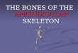 THE BONES OF THE APPENDICULAR SKELETON. the appendicular skeleton = 126 bones of the pectoral girdle, upper limbs, pelvic girdle, lower limbs the appendicular