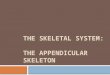 THE SKELETAL SYSTEM: THE APPENDICULAR SKELETON. The Pectoral Girdle (Shoulder)  2 pectoral girdles  attach bones of upper limbs to axial skeleton