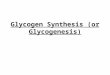 Glycogen Synthesis (or Glycogenesis). 