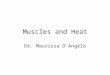 Muscles and Heat Dr. Maurissa D’Angelo. Muscle Heat Generates heat as contract Vitally important to maintaining body temperature Most of heat from skeletal