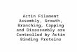 Actin Filament Assembly, Growth, Branching, Capping and Disassembly are Controlled by Actin Binding Proteins