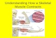 Understanding How a Skeletal Muscle Contracts. A skeletal muscles contraction begins at the neuromuscular junction. What do you think the definition of