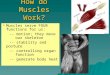 How do Muscles Work?   Muscles serve FOUR functions for us: -- motion; they move our skeleton -- stability and posture -- controlling organ function