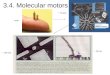 3.4. Molecular motors ~ 10 nm ~ 100 nm ~ 10  m ~ mm