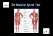 Muscles are Needed for all types of movement Needed to pump blood Needed to breathe (diaphragm muscle) Needed to produce body heat and regulate body temperature