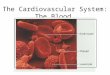 The Cardiovascular System: The Blood. Cells of the body are serviced by 2 fluids –blood composed of plasma and a variety of cells transports nutrients