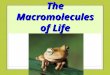 The Macromolecules of Life. Macromolecules Cells are composed of chemicals: -Water-Carbohydrates-Proteins -Lipids-Nucleic Acids Molecules CARBON organic