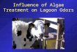 Influence of Algae Treatment on Lagoon Odors. Personnel Principal Investigator –Stephen J. Reynolds, Ph.D., CIH Co-Investigators –Tim Stanton, Ph.D
