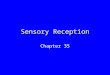Sensory Reception Chapter 35. Sensory Systems The means by which organisms receive signals from the external world and internal environment Many animals