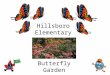 Hillsboro Elementary Butterfly Garden. Our butterfly garden will be… A place where we can watch and learn about butterflies A place where butterflies