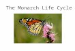 The Monarch Life Cycle. The monarch butterfly is seen in our area from May until October. Its life cycle is about 4 – 6 weeks. Female monarchs each lay