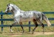 5/14/20151 Horses By Tanya. 5/14/20152 Introduction  There are lots of different horses in the world like: Arabians Quarter Horses Thoroughbreds Palominos