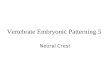 Vertebrate Embryonic Patterning 5 Neural Crest. Neural Crest Cells