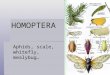 Aphids, scale, whitefly, mealybug… HOMOPTERA.   0511.html  0511.html 