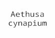 Aethusa cynapium. Aethusa is prepared from a very common weed of Europe known as the Fools Parsley