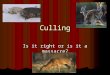 Culling Is it right or is it a massacre?. What is Culling? Webster's Dictionary definition says culling is.. Webster's Dictionary definition says culling
