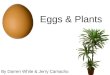 Eggs & Plants By Darren White & Jerry Camacho. Can eggshells aid in the growth of plants? Notes that were researched about eggshells An egg’s outer shell