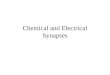 Chemical and Electrical Synapses. Two Kinds of Synapses 1.Chemical 2.Electrical Both types of synapses relay information, but do so by very different
