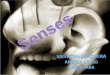 Senses are physiological cap acities that provide data for perception. The senses and their operation, classification, and theory are topics studied by