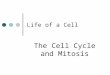 Life of a Cell The Cell Cycle and Mitosis. Mitosis (copy this information on the back of your Mitosis cut & paste page) Process that divides the nucleus