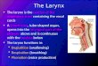 The Larynx The larynx is the portion of the respiratory tract containing the vocal cords A 2-inch-long, tube-shaped organ, opens into the laryngeal part