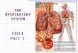 THE RESPIRATORY SYSTEM C16L1 Part 1 What does the respiratory system do? How do the parts of the respiratory system work together? How does the respiratory
