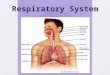 Respiratory System. The Process of Respiration Respiration includes the following processes: 1.) Ventilation, which moves air into and out of the lungs