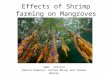 Effects of Shrimp farming on Mangroves SWES 474/574 Pamila Ramotar, Ashlee Rhudy and Thomas Benson