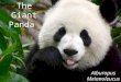 The Giant Panda Aiburopus Melanoleucus. Fertilization The panda reproduces sexually The panda carries it’s babies in it’s womb so it’s internal The panda