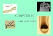 CHAPTER 10 HAIR AND FIBER. BASIC HAIR STRUCTURE Basic components: keratin (a protein), melanin (a pigment), and trace quantities of metallic elements