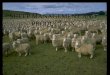SHEEP MANAGEMENT AND PRODUCTION. History of Merino sheep in Australia
