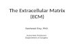 Sashwati Roy, PhD Associate Professor Department of Surgery The Extracellular Matrix (ECM)