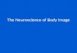 The Neuroscience of Body Image. Overview How does the brain process body image? Is there a difference between the sexes? Prevalence of eating disorders