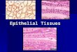 Epithelial Tissues. Tissues – Introduction a group of similar cells specialized to carry on a particular function a group of similar cells specialized