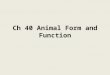 Ch 40 Animal Form and Function. CHAPTER 40 AN INTRODUCTION TO ANIMAL STRUCTURE AND FUNCTION Copyright © 2002 Pearson Education, Inc., publishing as Benjamin