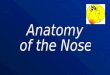 External Nose- Bony External Nose- Cartilaginous