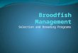Selection and Breeding Programs. Management Broodfish management is an important aspect of channel catfish culture Having a reliable source of fingerlings