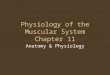 Physiology of the Muscular System Chapter 11 Anatomy & Physiology