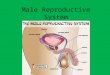 Male Reproductive System. Male Reproductive Systems: For Discussion: True or False? 2. Sperm cells are considered by a man ’ s immune system as “ non-self